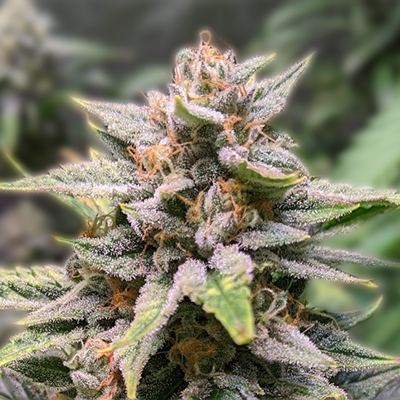 Exploring the Future 1 Strain A New Era in Cannabis Cultivation