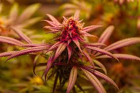 Exploring the Future 1 Strain A New Era in Cannabis Cultivation